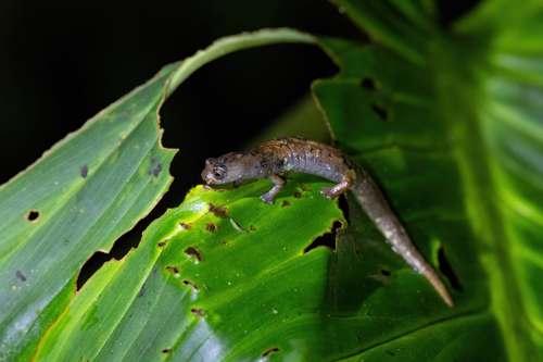 Pandi Climbing Salamander, Bolitoglossa pandi