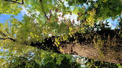 Liquidambar formosana