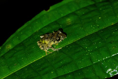 Pristimantis lutitus