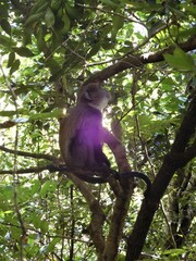 Cercopithecus mitis albogularis