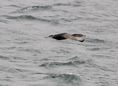 Microcarbo africanus