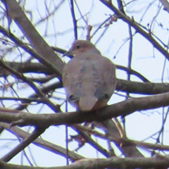 Zenaida macroura carolinensis