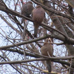 Zenaida macroura carolinensis