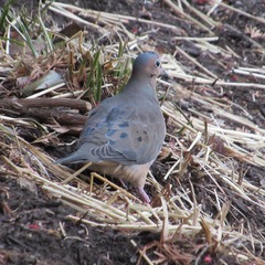 Zenaida macroura carolinensis