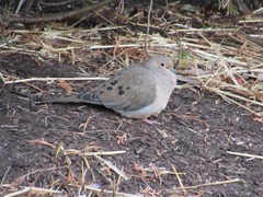 Zenaida macroura carolinensis