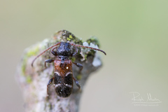 Phymatodes alni