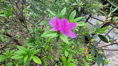 Rhododendron pulchrum phoeniceum