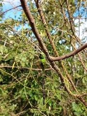 Coryphaeschna adnexa