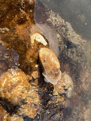 Diodora