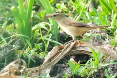 Acrocephalus bistrigiceps