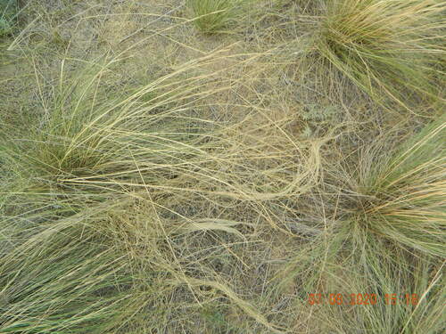Image of Stipa lessingiana by (c) Galyna Mykytynets, some rights reserved (CC BY)