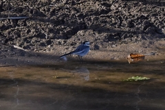 Motacilla alba lugens