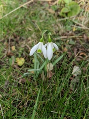 Galanthus nivalis