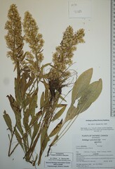 Solidago pallida