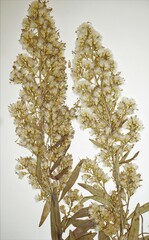 Solidago pallida