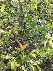 Euptoieta hegesia watsoni