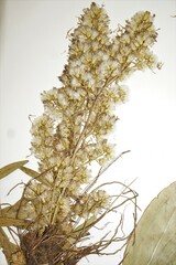 Solidago pallida