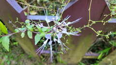Orthosiphon aristatus