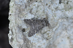 Calliteara fortunata