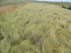 Stipa ucrainica