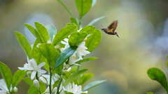 Macroglossum divergens