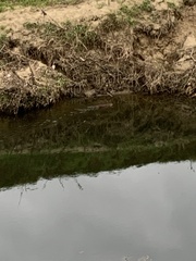 Ondatra zibethicus