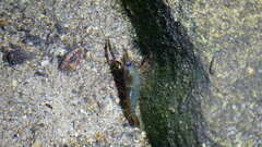 Macrobrachium laevis