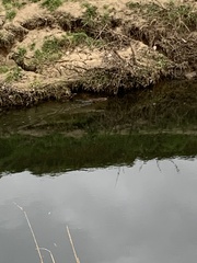 Ondatra zibethicus
