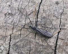 Gnophomyia tristissima