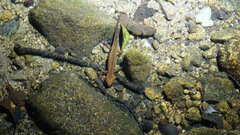 Paramesotriton hongkongensis
