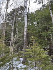 Populus