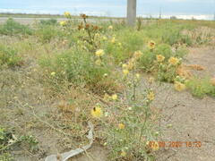 Centaurea salonitana