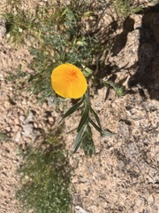 Papaveraceae