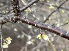 Prunus angustifolia