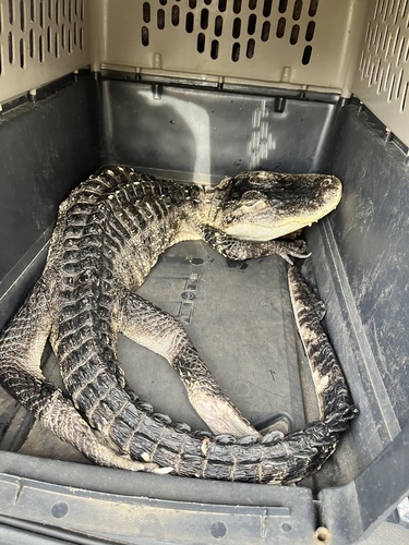 American Alligator photographed in New York