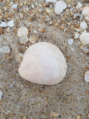 Laevicardium crassum