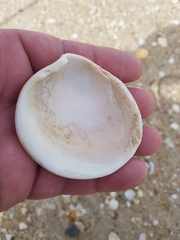 Laevicardium crassum