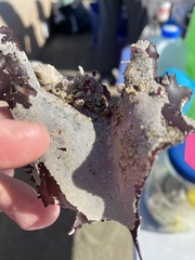 Membranipora membranacea