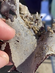 Membranipora membranacea