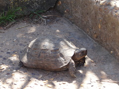Testudo graeca