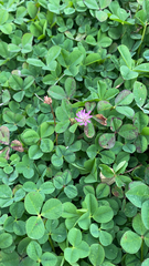 Trifolium resupinatum