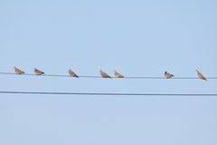 Streptopelia orientalis