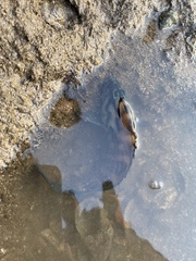 Cephalopholis formosa