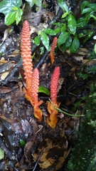 Balanophora laxiflora