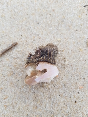 Calliactis parasitica