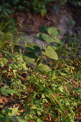 Smilax nipponica