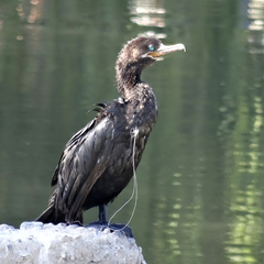 Nannopterum brasilianum brasilianum
