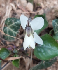 Viola alba