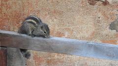 Funambulus palmarum