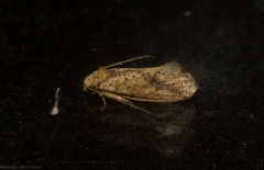 Azaleodes micronipha